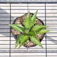 ジェントリージョーズ-No.1