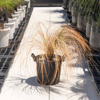 オーストラリスNo.1