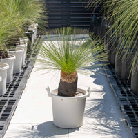 ジョンソニーNo.1