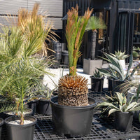 マクロザミア・ムーレイ