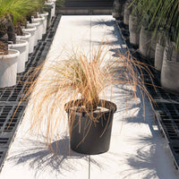 オーストラリスNo.1