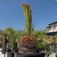 マクロザミア・ムーレイ