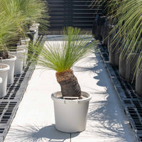 ジョンソニーNo.1