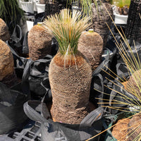 プレイシーNo.10