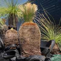 プレイシーNo.10