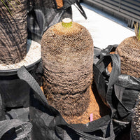 プレイシーNo.11