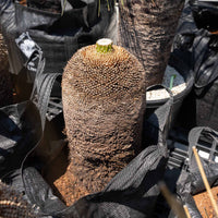 プレイシーNo.11