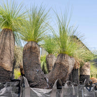 プレイシーNo.113