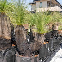 プレイシーNo.113