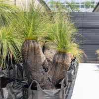 プレイシーNo.113