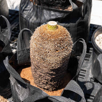 プレイシーNo.12