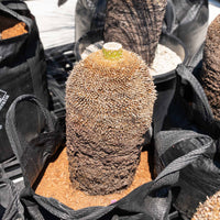 プレイシーNo.12