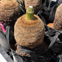 プレイシーNo.13