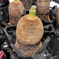 プレイシーNo.13