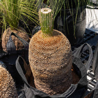 プレイシーNo.14