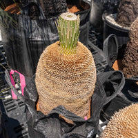 プレイシーNo.14