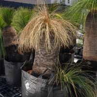 プレイシーNo.141