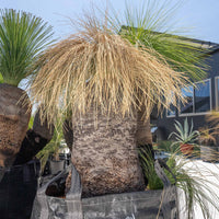 プレイシーNo.141