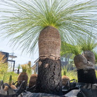 プレイシーNo.144