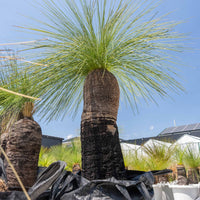 プレイシーNo.144