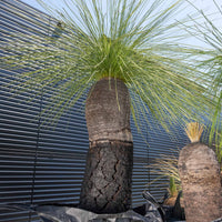 プレイシーNo.144