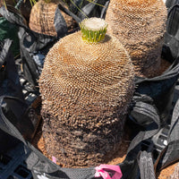 プレイシーNo.15