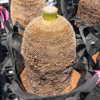 プレイシーNo.15