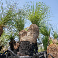 プレイシーNo.154