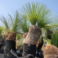 プレイシーNo.154