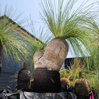 プレイシーNo.158