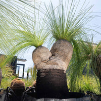 プレイシーNo.158