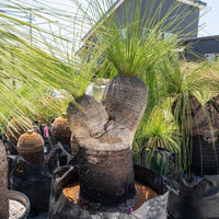 プレイシーNo.158