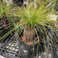 プレイシーNo.16