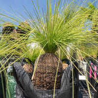 プレイシーNo.16