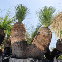 プレイシーNo.162