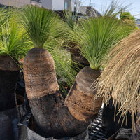 プレイシーNo.162