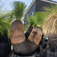 プレイシーNo.162