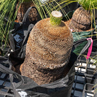 プレイシーNo.17