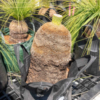 プレイシーNo.17