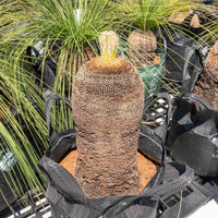 プレイシーNo.18