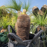 プレイシーNo.18