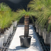 ジョンソニーNo.19