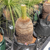 プレイシーNo.19