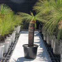 ジョンソニーNo.19