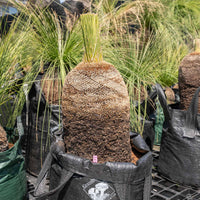 プレイシーNo.19