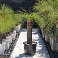 ジョンソニーNo.19