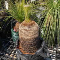 プレイシーNo.19