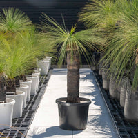 ジョンソニーNo.19