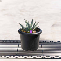 ユタエンシス-No.2