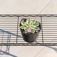 クリームスパイク-No.2